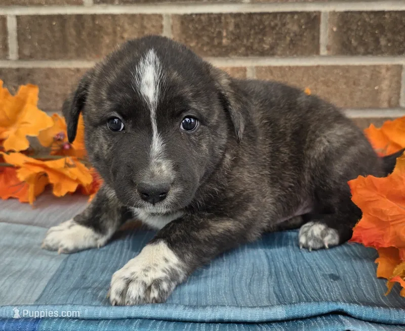 Trigger – Australian Shepherd, Boxer puppy for sale in Grabill, IN