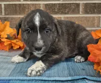 Trigger, a male Australian Shepherd and Boxer for sale in Grabill, IN – 1 of 4