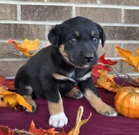 Buttercup , a female Australian Shepherd and Boxer for sale in Grabill, IN – 3 of 5
