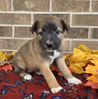Tulip, a female Australian Shepherd and Boxer for sale in Grabill, IN – 3 of 4