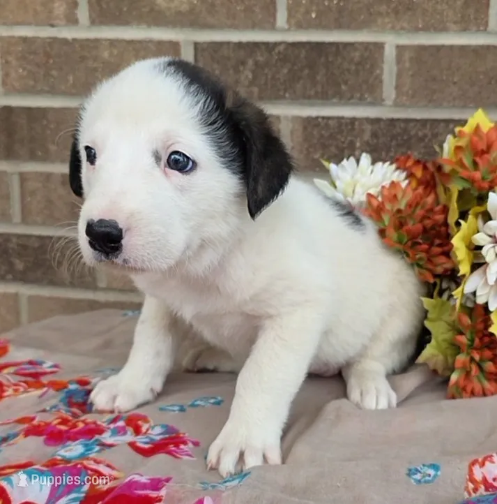 Rose – Australian Shepherd, Boxer puppy for sale in Grabill, IN