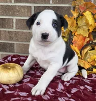 Daisy , a female Australian Shepherd and Boxer for sale in Grabill, IN – 2 of 5