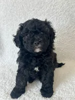 Relic, a female Goldendoodle for sale in Houston, TX – 5 of 7