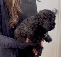 Relic, a female Goldendoodle for sale in Houston, TX – 7 of 7