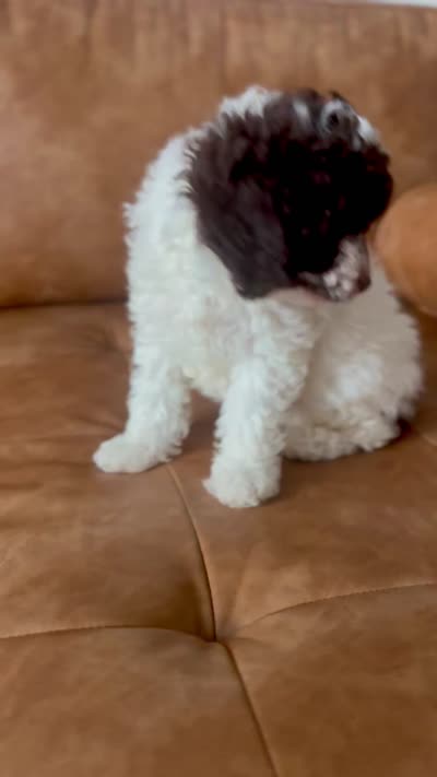 Royal, a female Goldendoodle for sale in Houston, TX – 10 of 10