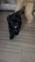 Relic, a female Goldendoodle for sale in Houston, TX – 6 of 7