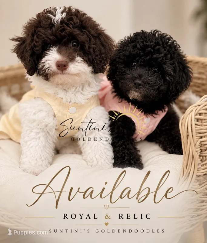 Relic – Goldendoodle puppy for sale in Houston, TX