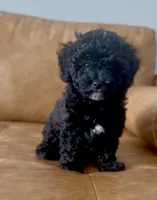 Relic, a female Goldendoodle for sale in Houston, TX – 4 of 7
