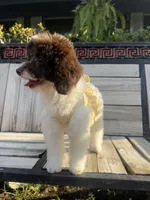 Royal, a female Goldendoodle for sale in Houston, TX – 3 of 10
