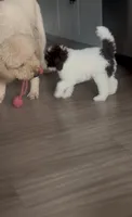 Royal, a female Goldendoodle for sale in Houston, TX – 2 of 10