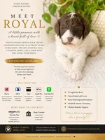 Royal, a female Goldendoodle for sale in Houston, TX – 8 of 10