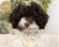 Royal, a female Goldendoodle for sale in Houston, TX – 5 of 10