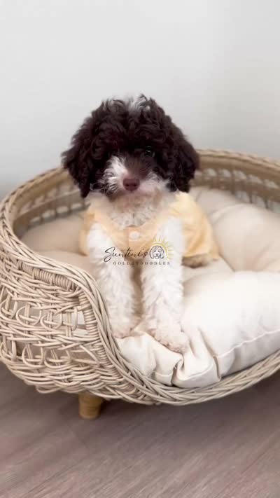 Royal, a female Goldendoodle for sale in Houston, TX – 7 of 10