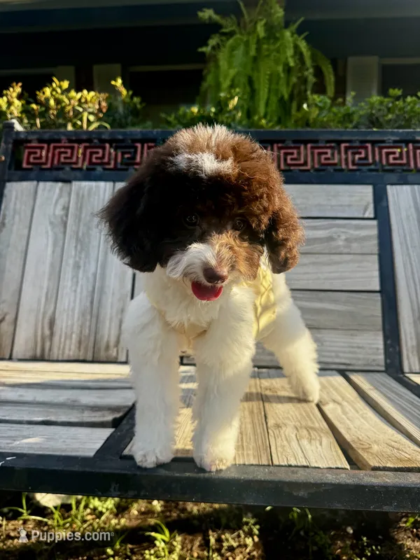 Royal – Goldendoodle puppy for sale in Houston, TX