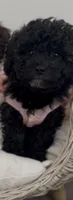 Relic, a female Goldendoodle for sale in Houston, TX – 2 of 7