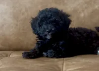 Relic, a female Goldendoodle for sale in Houston, TX – 3 of 7