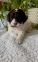 Royal, a female Goldendoodle for sale in Houston, TX – 6 of 10