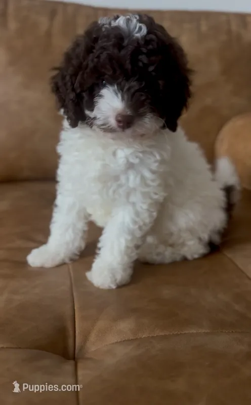 Royal – Goldendoodle puppy for sale in Houston, TX