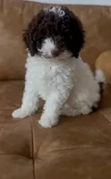Royal, a female Goldendoodle for sale in Houston, TX – 1 of 10