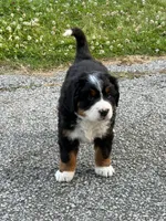 Female 1, a female Bernese Mountain Dog for sale in Dresden, TN – 4 of 10