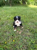 Female 1, a female Bernese Mountain Dog for sale in Dresden, TN – Photo 3 of 6