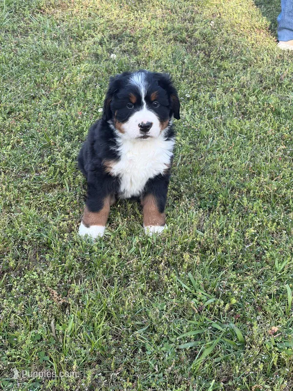 Female 1 – Bernese Mountain Dog puppy for sale in Dresden, TN