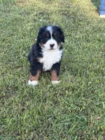 Female 1, a female Bernese Mountain Dog for sale in Dresden, TN – 2 of 10