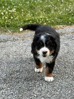 Female 1, a female Bernese Mountain Dog for sale in Dresden, TN – 7 of 10