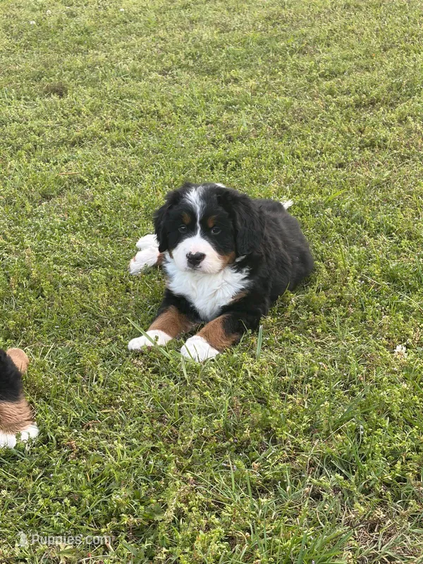 Female 1 – Bernese Mountain Dog puppy for sale in Dresden, TN