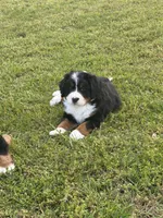 Female 1, a female Bernese Mountain Dog for sale in Dresden, TN – 1 of 10