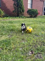 Female 1, a female Bernese Mountain Dog for sale in Dresden, TN – Photo 6 of 6
