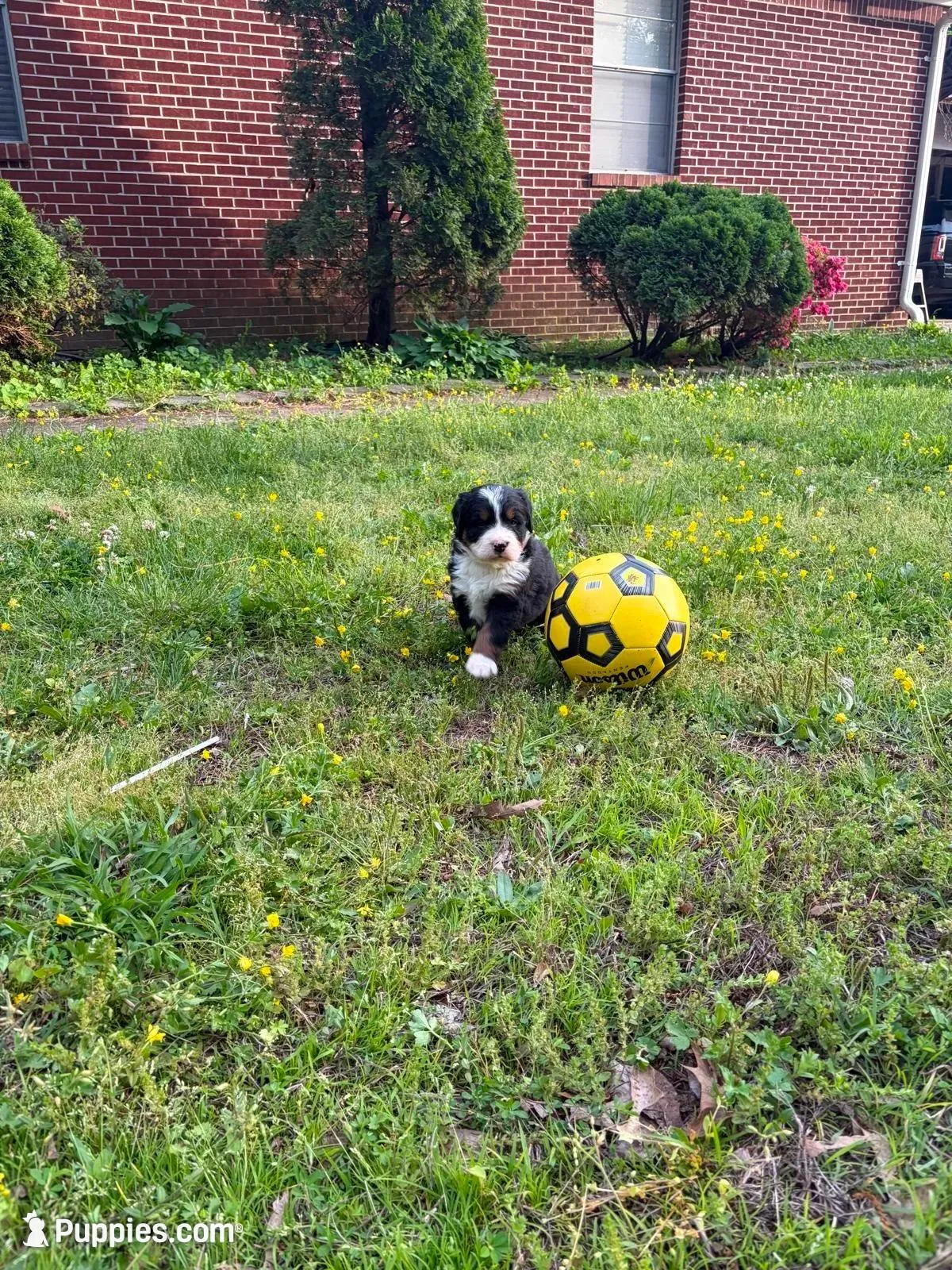Female 1, a female Bernese Mountain Dog for sale in Dresden, TN – Photo 2 of 6