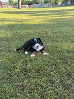 Female 1, a female Bernese Mountain Dog for sale in Dresden, TN – 10 of 10