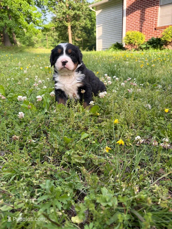 Female 1 – Bernese Mountain Dog puppy for sale in Dresden, TN