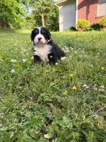 Female 1, a female Bernese Mountain Dog for sale in Dresden, TN – Photo 1 of 6