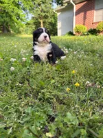Female 1, a female Bernese Mountain Dog for sale in Dresden, TN – Photo 5 of 6