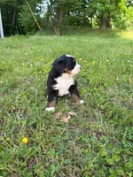 Female 1, a female Bernese Mountain Dog for sale in Dresden, TN – Photo 4 of 6