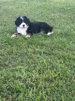 Female 1, a female Bernese Mountain Dog for sale in Dresden, TN – 3 of 10