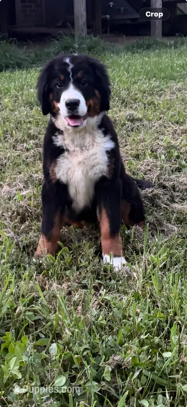 Female 1 – Bernese Mountain Dog puppy for sale in Dresden, TN