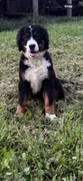 Female 1, a female Bernese Mountain Dog for sale in Dresden, TN – 1 of 9