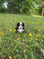 Female 2, a female Bernese Mountain Dog for sale in Dresden, TN – Photo 2 of 6