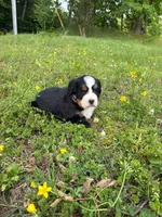 Female 2, a female Bernese Mountain Dog for sale in Dresden, TN – Photo 5 of 6