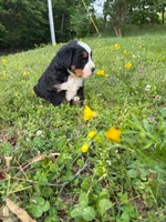 Female 2, a female Bernese Mountain Dog for sale in Dresden, TN – Photo 6 of 6