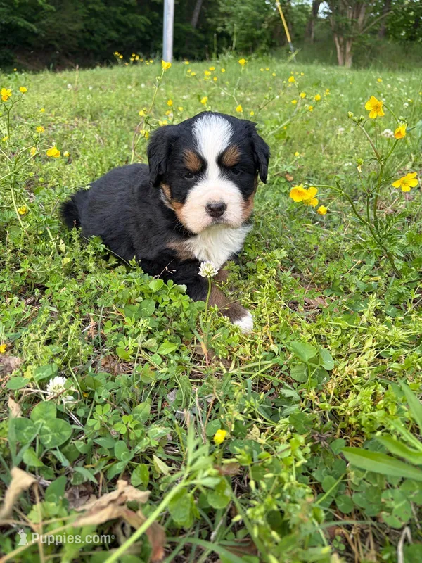 Female 2 – Bernese Mountain Dog puppy for sale in Dresden, TN