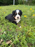 Female 2, a female Bernese Mountain Dog for sale in Dresden, TN – Photo 1 of 6