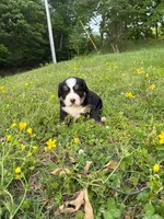 Female 2, a female Bernese Mountain Dog for sale in Dresden, TN – Photo 3 of 6
