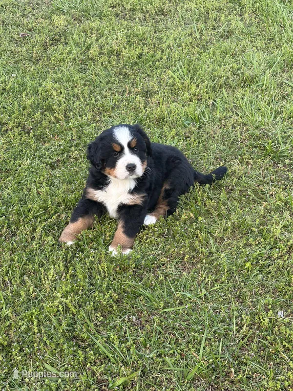 Female 2 – Bernese Mountain Dog puppy for sale in Dresden, TN