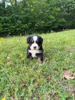 Female 2, a female Bernese Mountain Dog for sale in Dresden, TN – Photo 4 of 6
