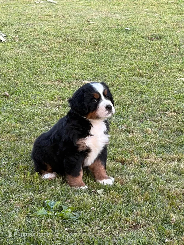 Female 2 – Bernese Mountain Dog puppy for sale in Dresden, TN