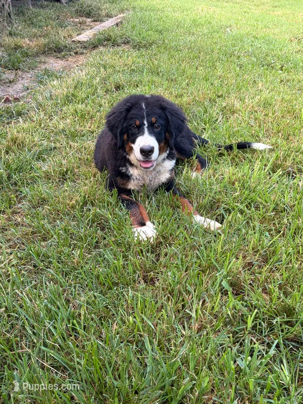 Female 1 – Bernese Mountain Dog puppy for sale in Dresden, TN